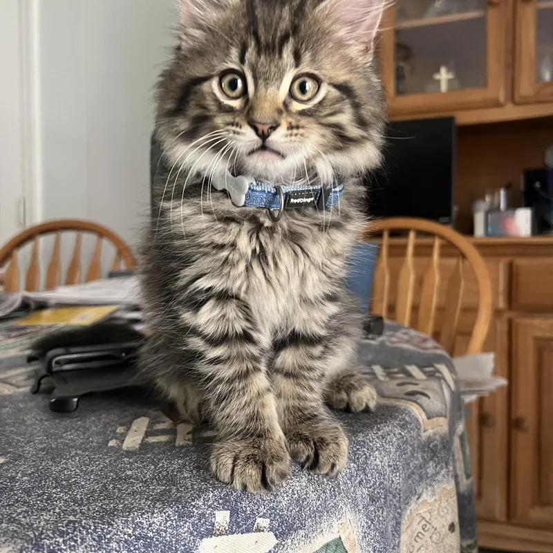 A young medium-sized male Domestic Medium Hair cat named Boomer  Buster  for adoption in East Falmouth, MA