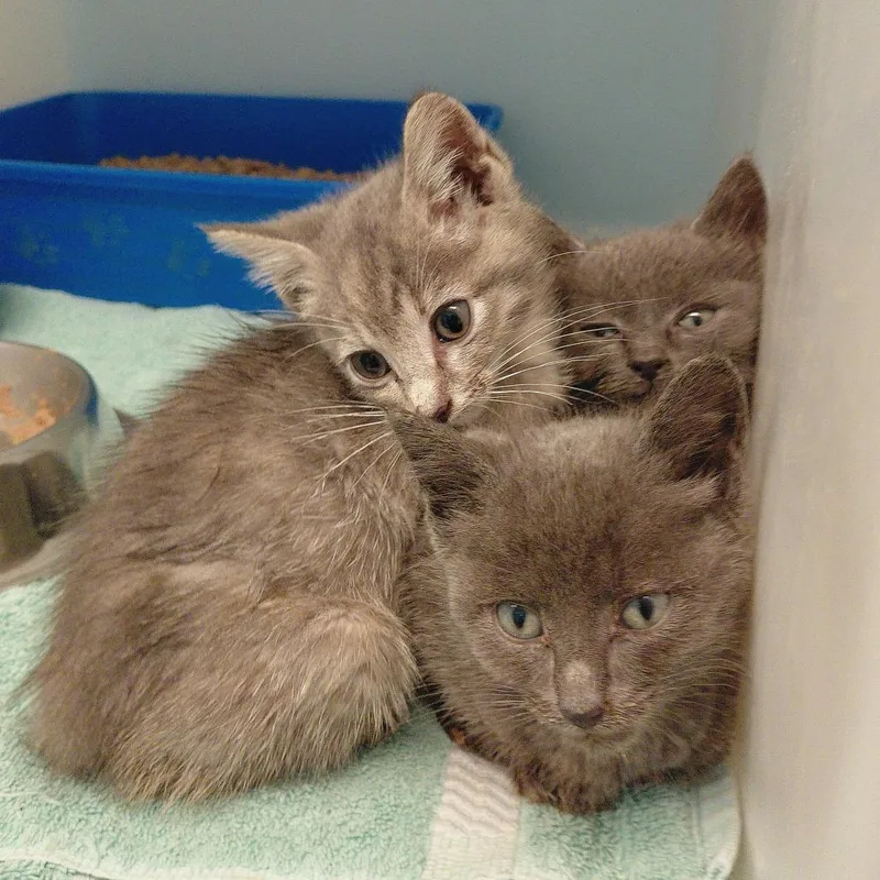 A baby small-sized female Gray / Blue / Silver Domestic Short Hair cat named Leia for adoption in Charlottesville, VA