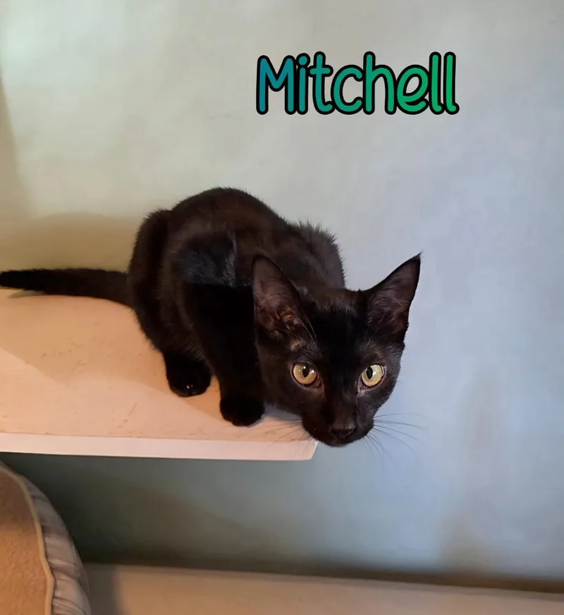 Mitchell thumbnail 2