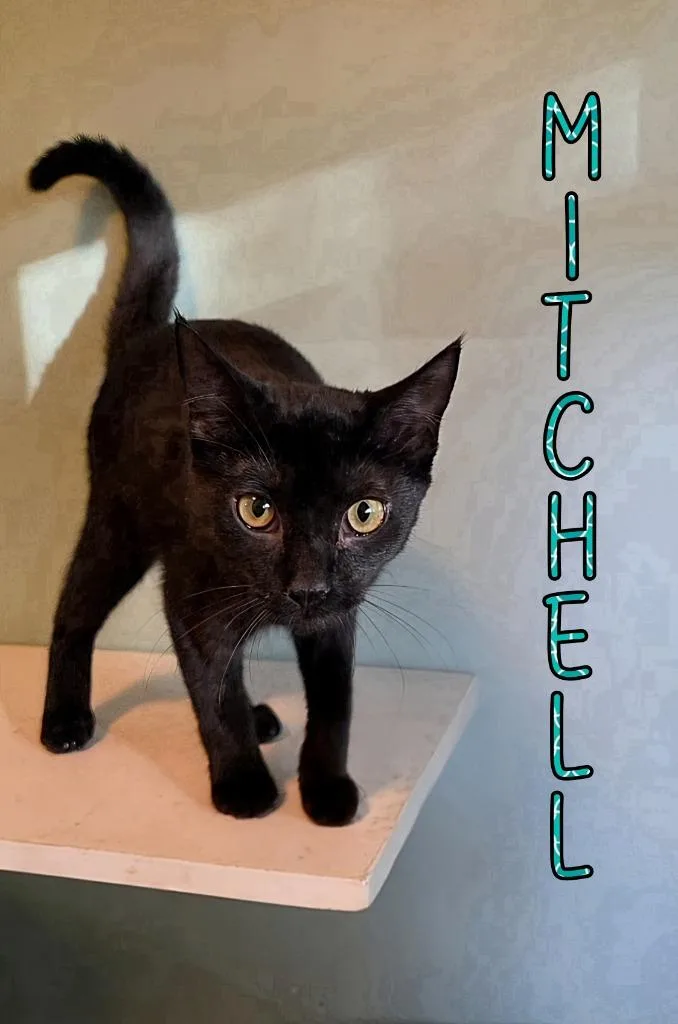 Mitchell thumbnail 3