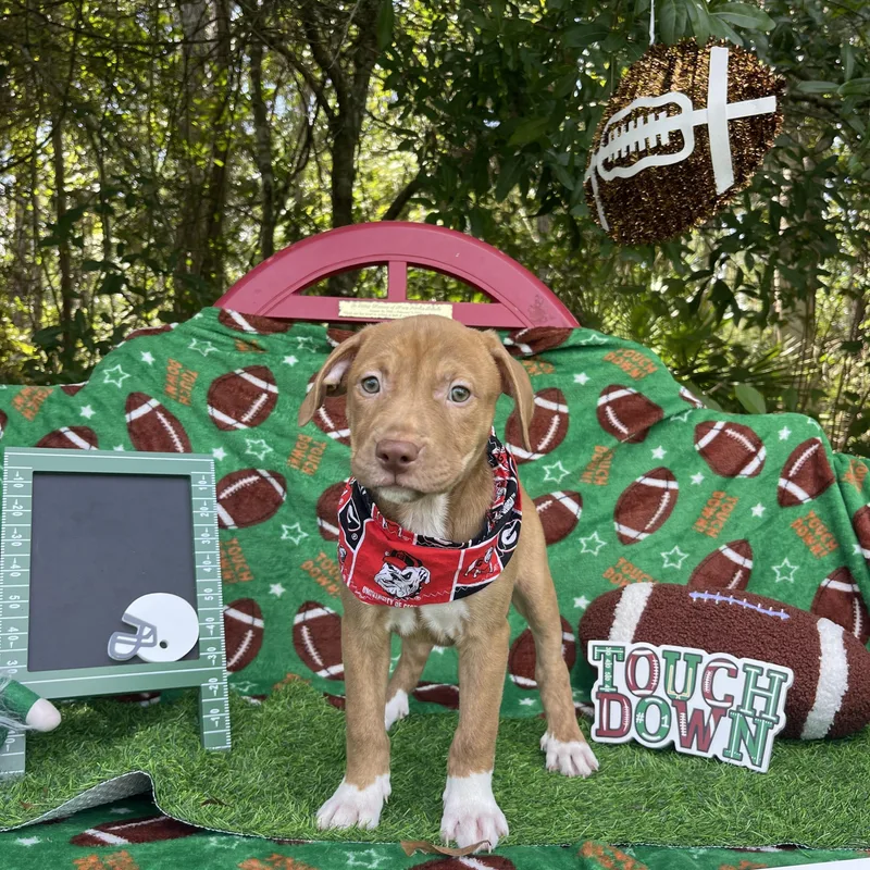 A baby medium-sized female American Staffordshire Terrier dog named Cadbury for adoption in Sebring, FL