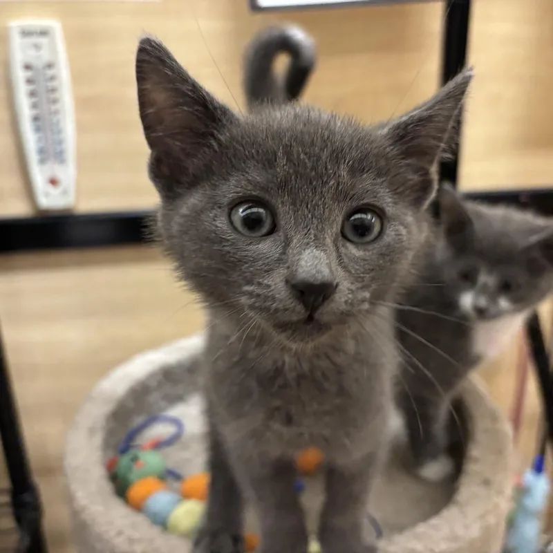 A baby small-sized male Gray & White Domestic Short Hair cat named George & Charlotte for adoption in Worcester, MA