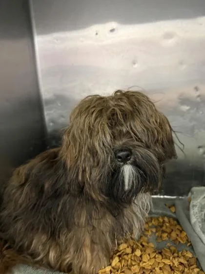 An adult medium-sized male Brown / Chocolate Shih Tzu dog named 61005765 for adoption in El Paso, TX