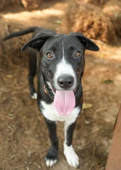 A young large-sized male Siberian Husky dog named Mojito for adoption in Aiken, SC