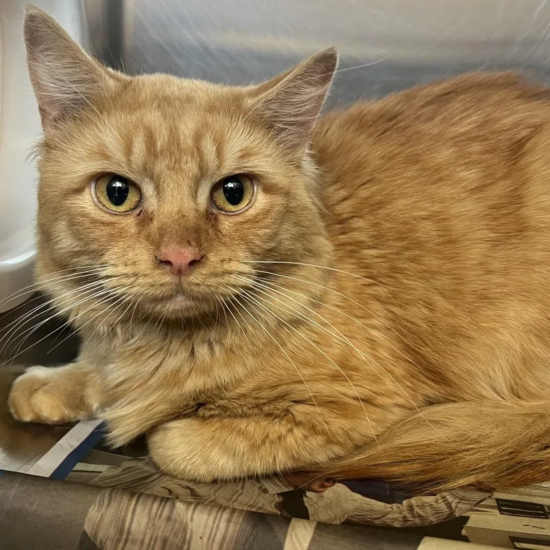 An adult medium-sized male Orange / Red Domestic Long Hair cat named Nugget for adoption in Pittsburgh, PA