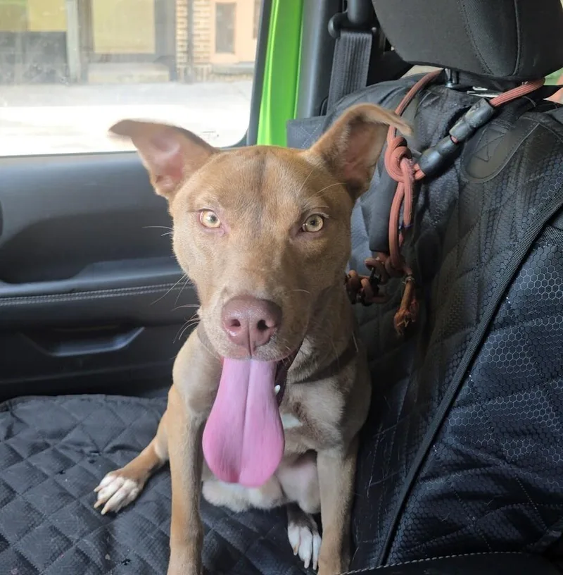 An adult medium-sized male American Staffordshire Terrier dog named Burrito for adoption in Long Island City, NY