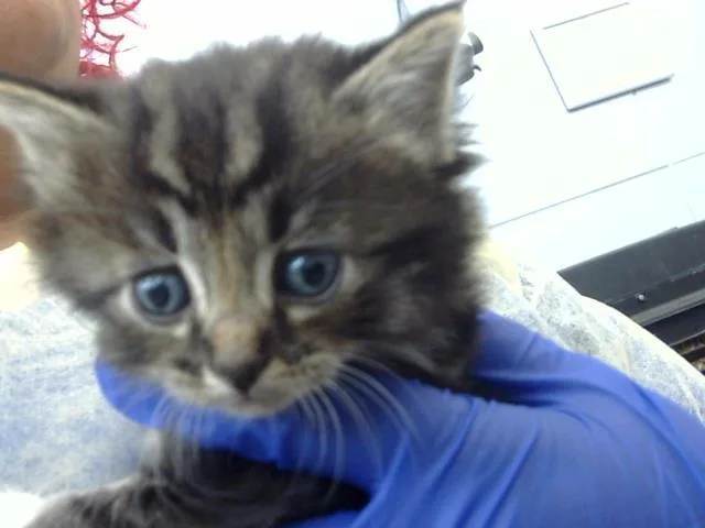 A baby medium-sized male Domestic Long Hair cat named Clam for adoption in Dallas, TX