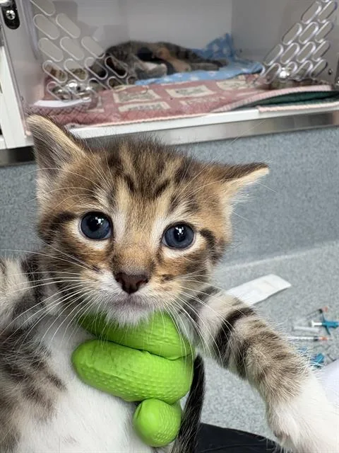 A baby small-sized male Domestic Short Hair cat named Hemlock for adoption in Indianapolis, IN