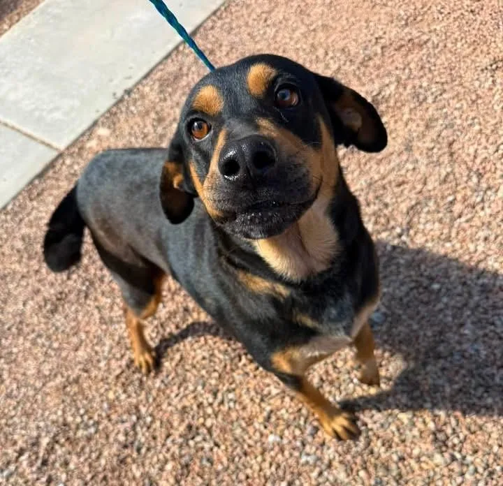 An adult large-sized female Black Hound dog named Cherokee for adoption in Sierra Vista, AZ