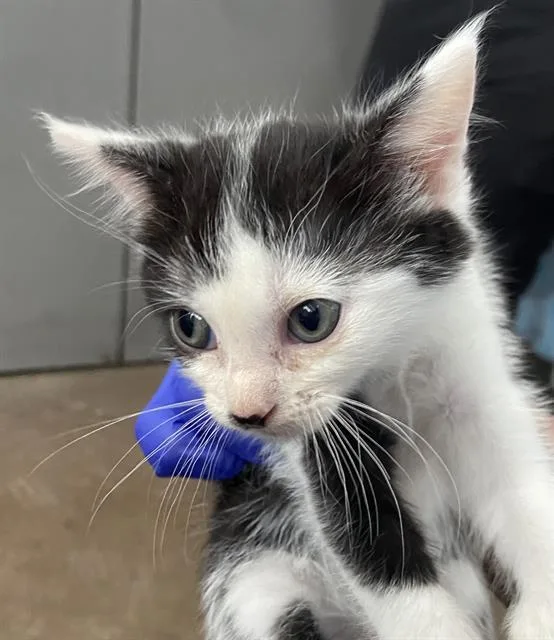 A baby medium-sized male Domestic Short Hair cat named Taylor for adoption in Dallas, TX