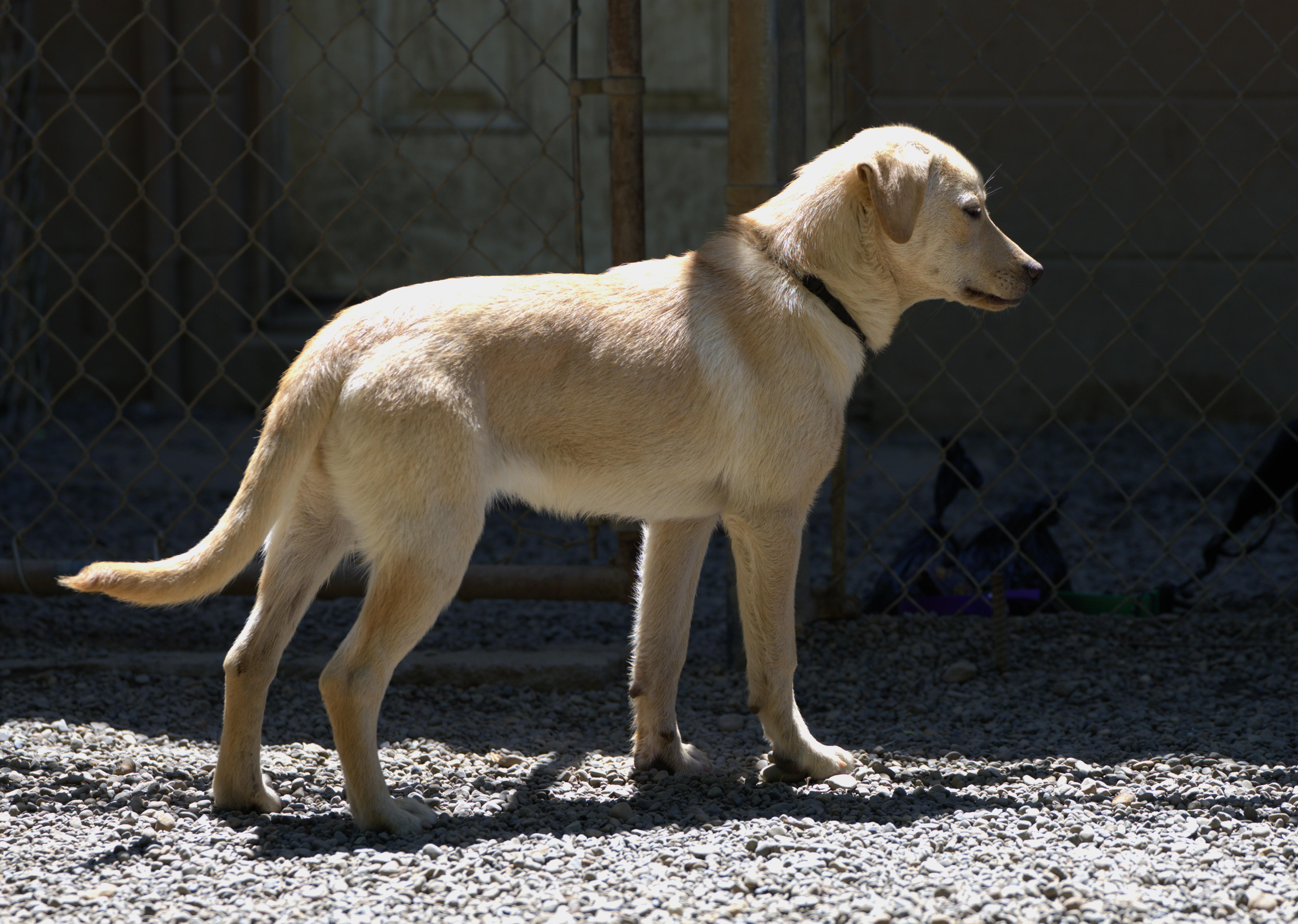 A baby medium-sized female Yellow / Tan / Blond / Fawn Labrador Retriever dog named Venus for adoption in Hoquiam, WA