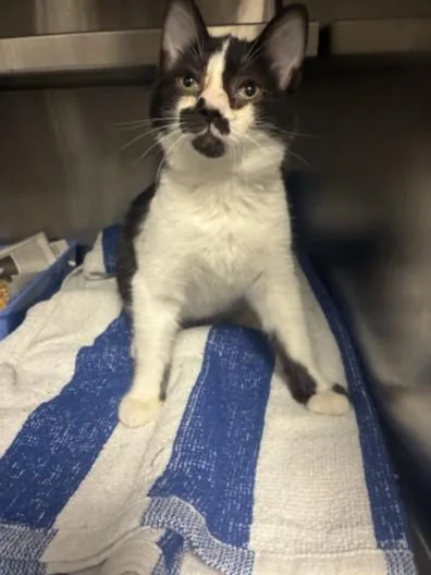 A baby medium-sized male Domestic Short Hair cat named Montgomery for adoption in Los Angeles, CA