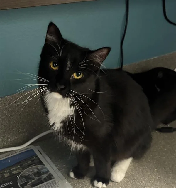 A young small-sized female Domestic Short Hair cat named Muffin for adoption in Las Vegas, NV
