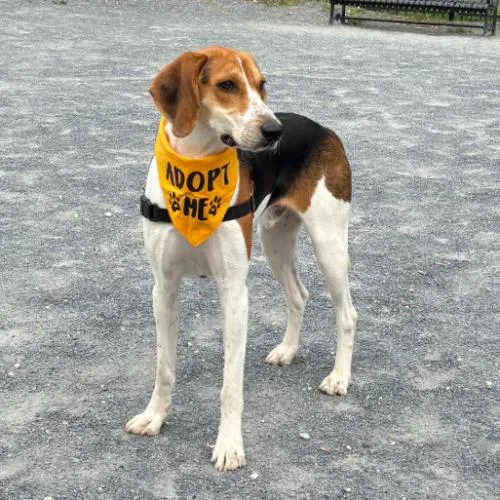 A baby medium-sized male Tricolor (Brown, Black, & White) Hound dog named Waylon for adoption in Washington DC, DC