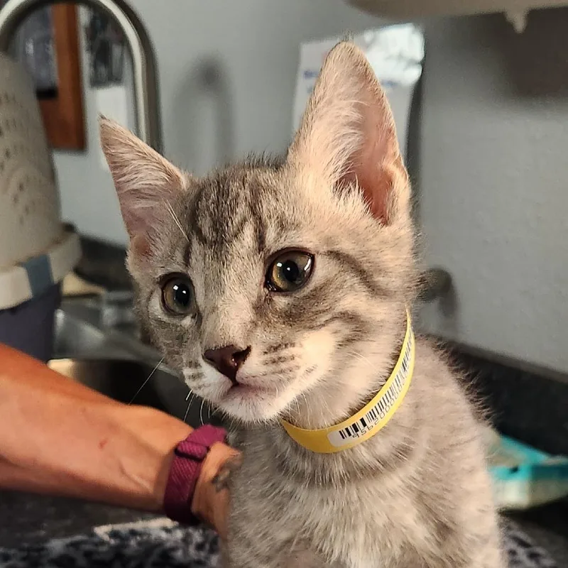 A baby small-sized male Gray / Blue / Silver Domestic Short Hair cat named Steven for adoption in Brighton, MO