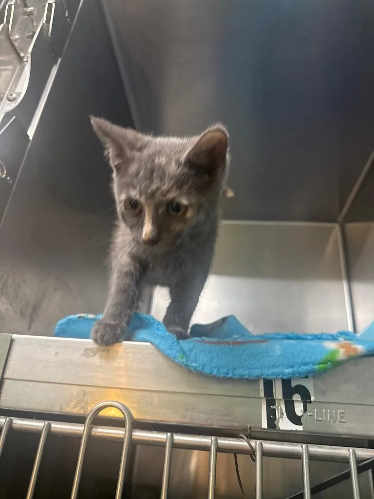 A baby medium-sized female Domestic Short Hair cat named Serena for adoption in Waverly, TN