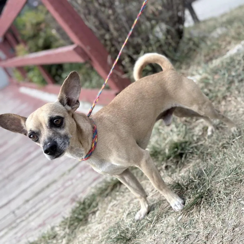 A senior small-sized male Yellow / Tan / Blond / Fawn Chihuahua dog named Lucky for adoption in Tyler, TX