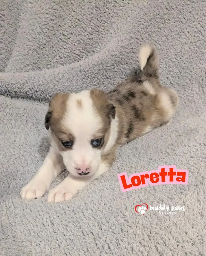 A baby small-sized female Australian Shepherd dog named Aunt & Uncle Litter: for adoption in Council Bluffs, IA