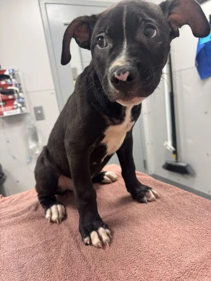 A baby large-sized male Pit Bull Terrier dog named Alvin for adoption in Sevierville, TN