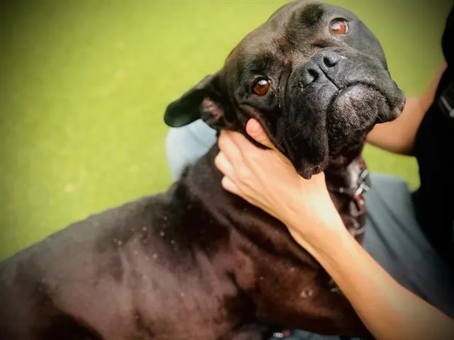An adult medium-sized female American Bulldog dog named Chevy for adoption in Orlando, FL