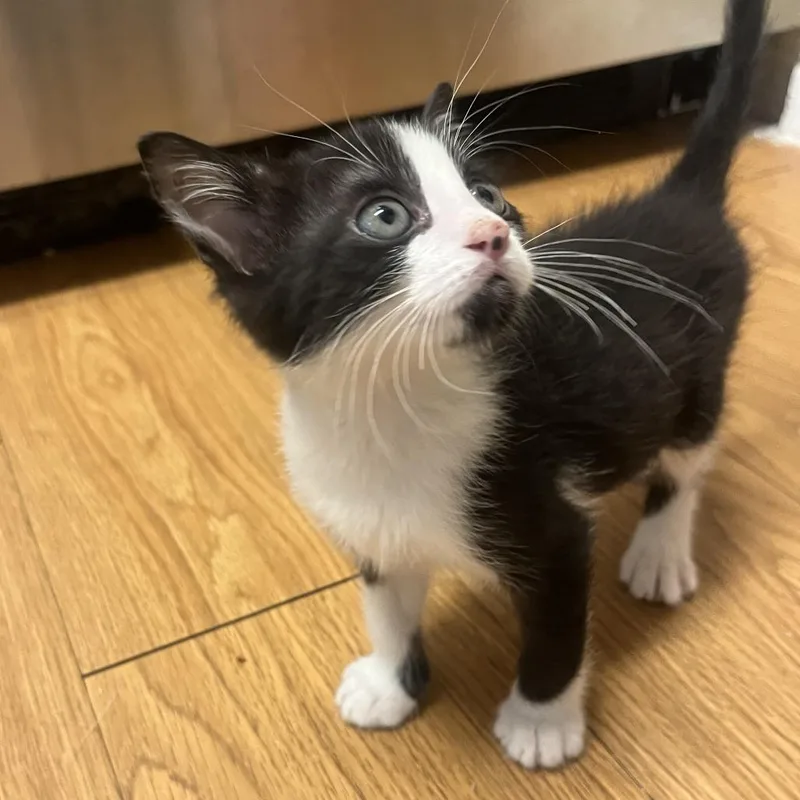 A baby small-sized male Black Domestic Short Hair cat named Ferret for adoption in Austin, TX