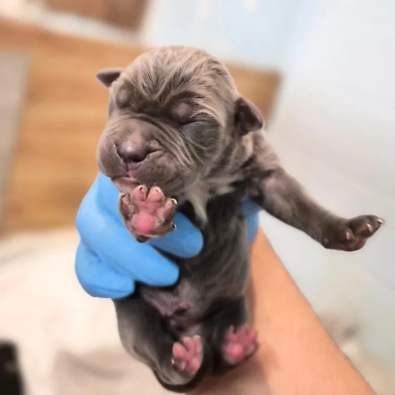 A baby small-sized male Gray / Blue / Silver Cane Corso dog named Frappuccino for adoption in Wahiawa, HI