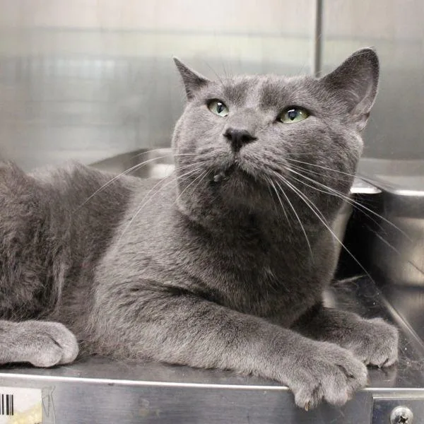 An adult small-sized male Domestic Short Hair cat named Milo for adoption in Des Moines, IA