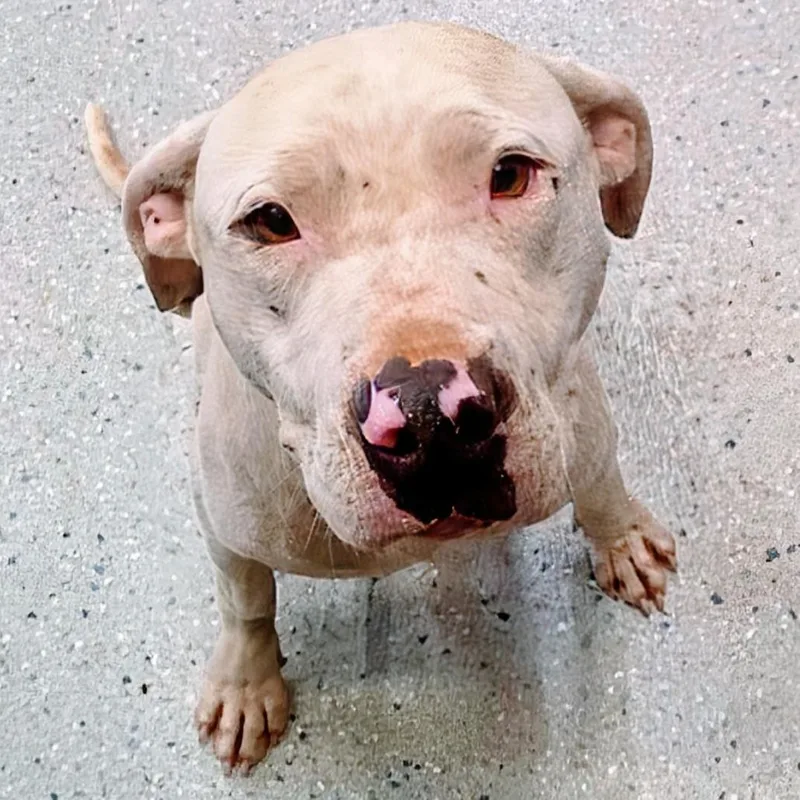 An adult medium-sized male White / Cream Mixed Breed dog named Kevin for adoption in Huntsville, AR