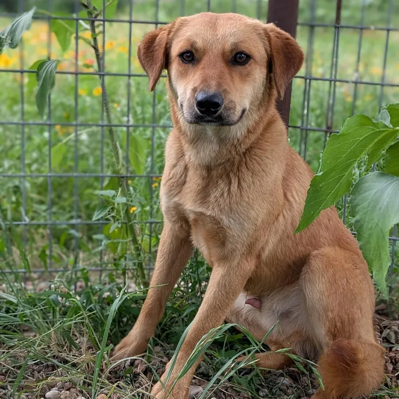 An adult medium-sized male Yellow / Tan / Blond / Fawn Shepherd dog named Brownie for adoption in Buchanan Dam, TX
