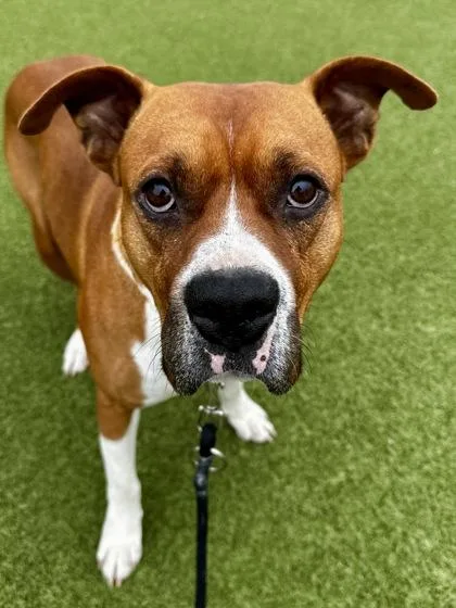 An adult large-sized male Brown / Chocolate Mixed Breed dog named Rocky for adoption in Wichita, KS