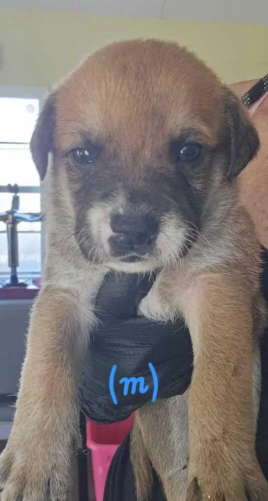 A baby small-sized male Tricolor (Brown, Black, & White) American Bulldog dog named Steven Selina for adoption in Lakeland, FL