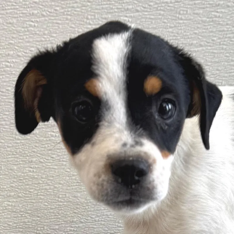 A baby small-sized female White / Cream Mixed Breed dog named Tamarindo for adoption in Las Cruces, NM