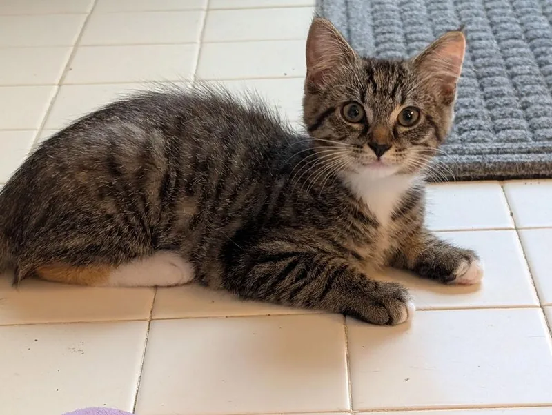 A baby small-sized female Domestic Short Hair cat named Velma CD for adoption in Greenville, SC