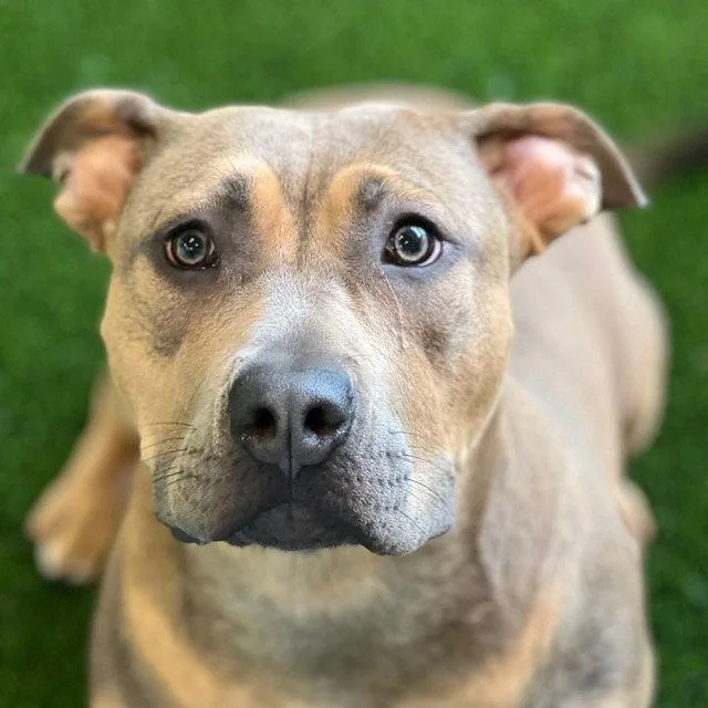 An adult large-sized female Pit Bull Terrier dog named Theodora for adoption in Burlingame, CA
