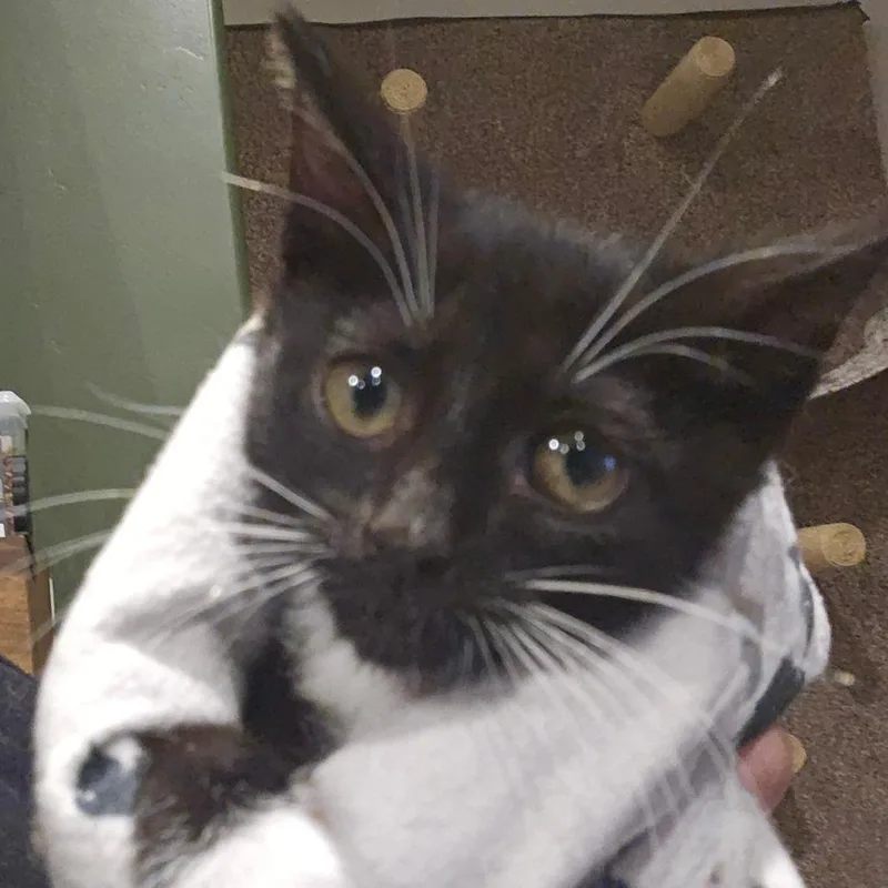 A baby small-sized male Black Domestic Short Hair cat named Graveyard Shift for adoption in Eagle Mountain, UT