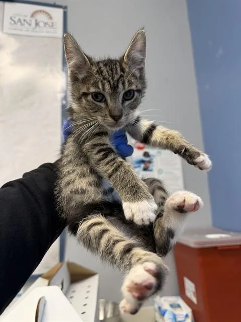 A baby small-sized male Domestic Short Hair cat named Banks for adoption in San Jose, CA