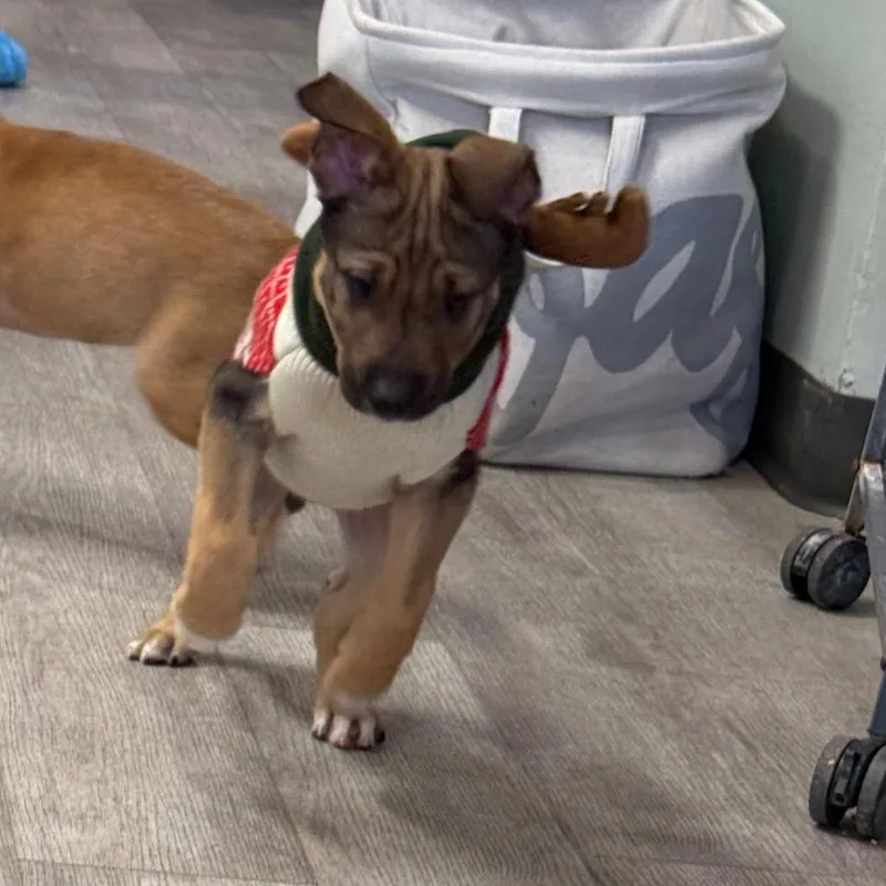 A baby large-sized male Yellow / Tan / Blond / Fawn German Shepherd Dog dog named Rhythm for adoption in Waldorf, MD