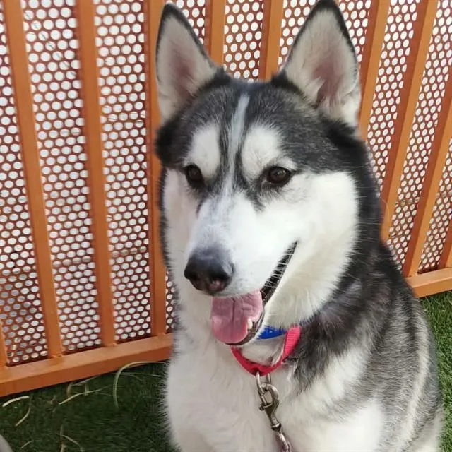 Astro