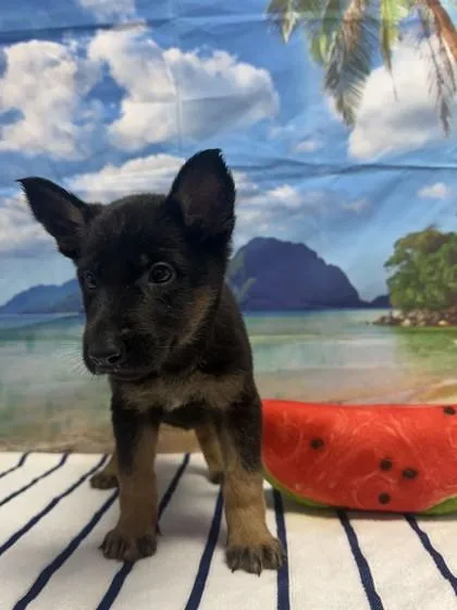 A baby small-sized female Shepherd dog named Burnt for adoption in San Antonio, TX