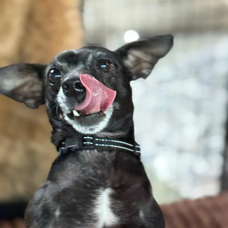 Oliver $ thumbnail 2