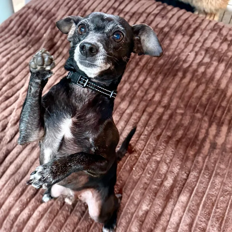 Oliver $ thumbnail 3