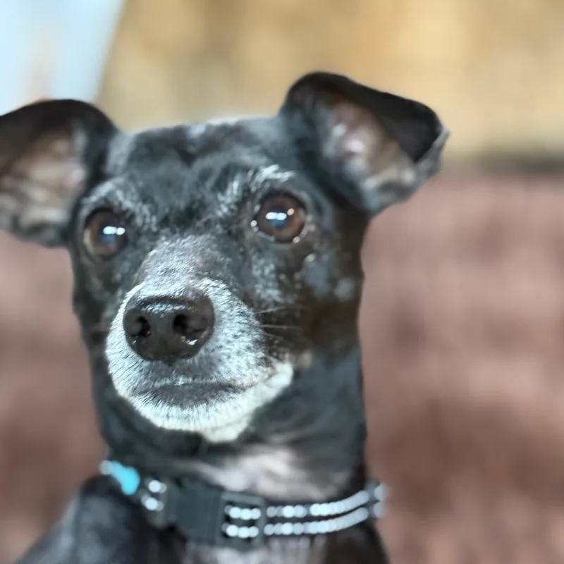 Oliver $ thumbnail 4