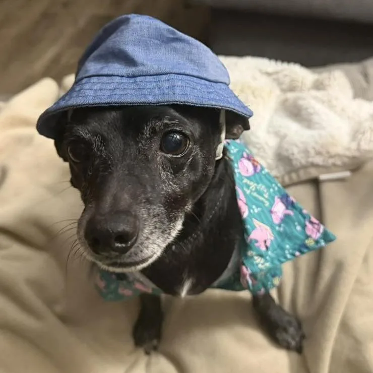 Oliver $ thumbnail 5