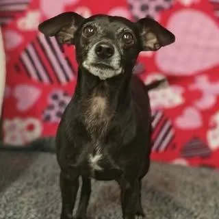 Oliver $ thumbnail 6