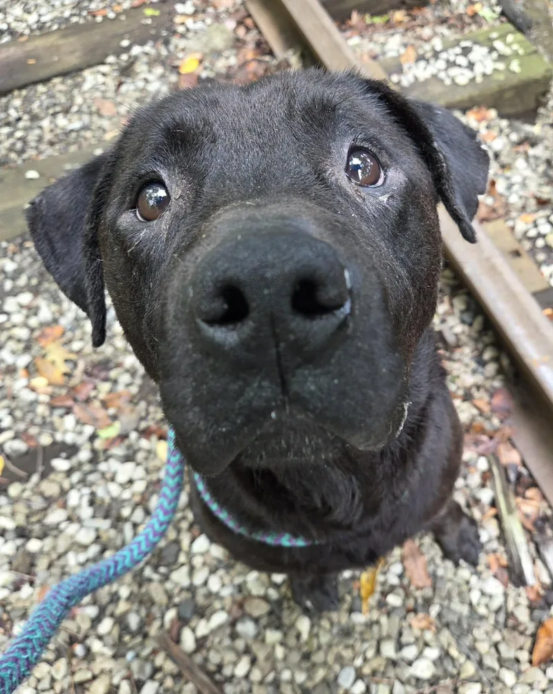 An adult medium-sized male Mixed Breed dog named Teddy Bear for adoption in Youngstown, OH