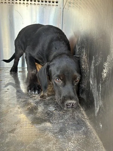 A baby large-sized female Beagle dog named Mulan for adoption in Phoenix, AZ
