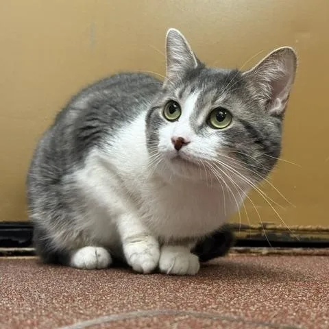 An adult medium-sized male Tabby (Gray / Blue / Silver) Domestic Short Hair cat named Edgar for adoption in Saranac Lake, NY