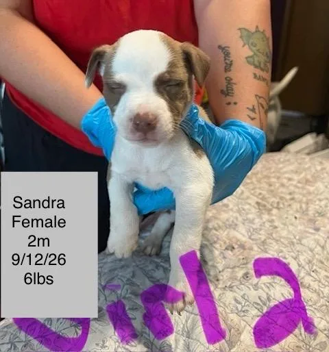 A baby small-sized female American Staffordshire Terrier dog named Sandra for adoption in Welling, OK