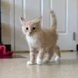 A baby small-sized male Buff / Tan / Fawn Domestic Medium Hair cat named Giorgio for adoption in Waynesboro, PA