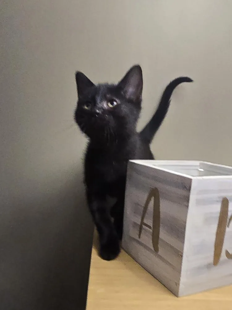 A baby small-sized female Domestic Short Hair cat named Tootsie Roll for adoption in Metamora, IL